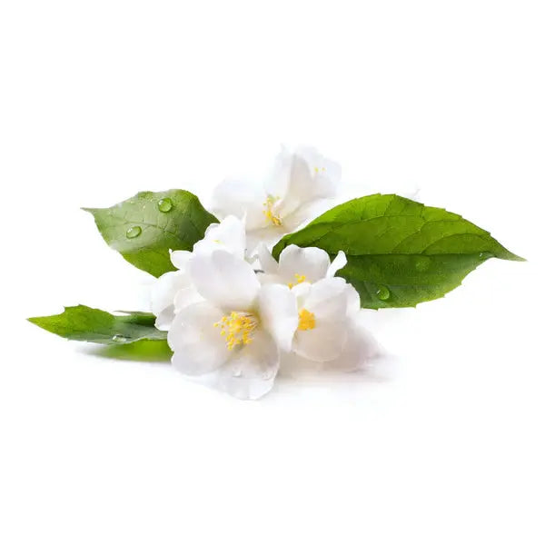 Jasmin absolue 5ml Primavera