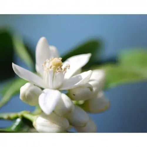 Neroli 1ml Primavera