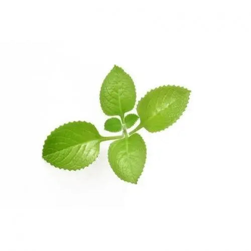 Oregano BIO 5ml Primavera